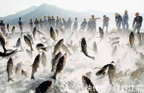 水域|鱼在水面跳，未必很好钓。老司机道出了5点原因，一般人真不知道