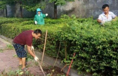 绿化带中的这2样,全是养花的宝贝,盆栽植物还能提供有机质