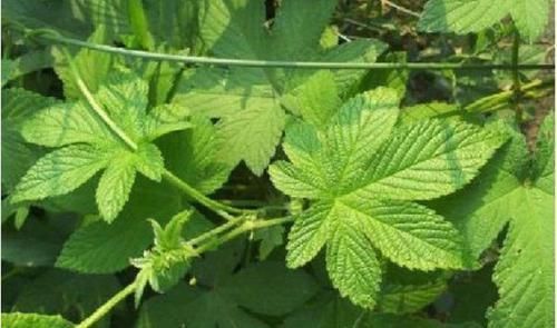 害草|5种让人头疼的“害草”,个个都是“抗癌王”,比蒲公英好100倍