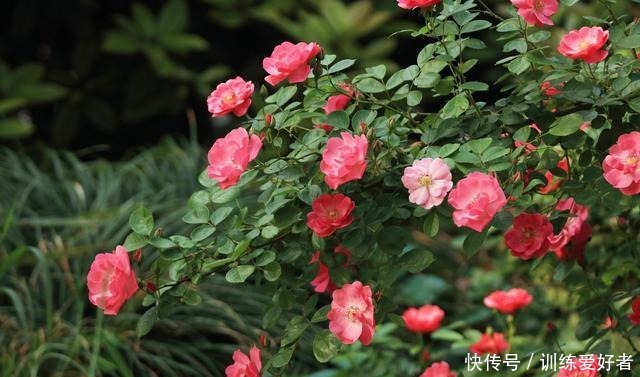 院子里种了13棵藤本月季，各有优缺点，到底哪种好！