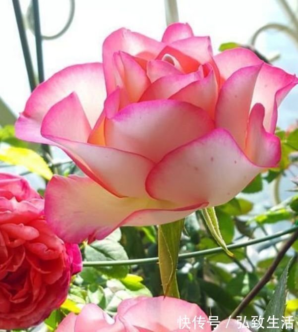 4款艳美的花卉，花大色艳花期长，看了就让人沉醉，年年开花不断