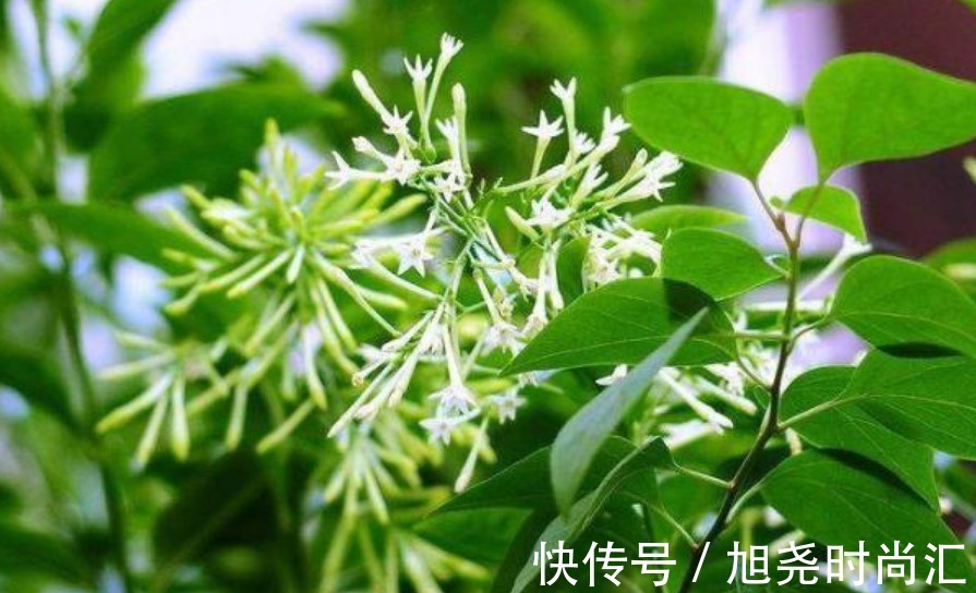 曼陀罗花|5种花“有毒”，别在室内养，尤其第2种，再漂亮也别养，全株有毒