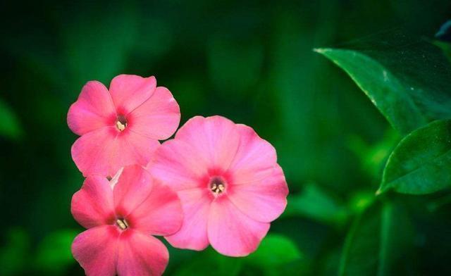 4种花漂亮又好养,花期超长又漂亮,一开就停不下来