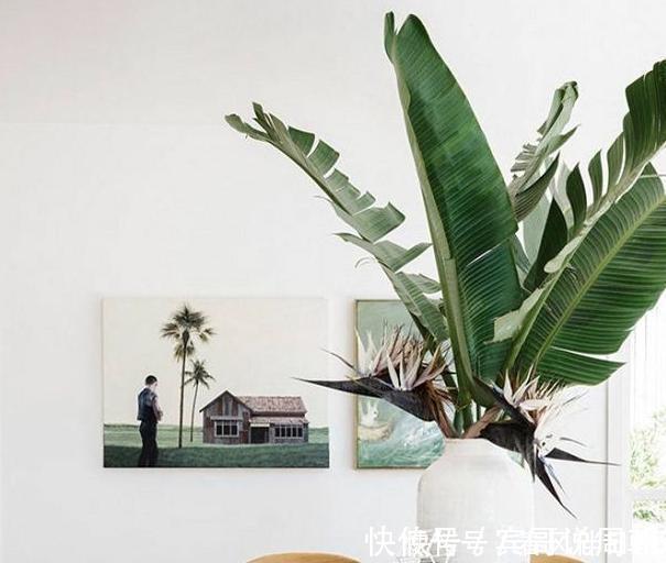 不良习惯|深陷这些“养花误区”,走不出来,就别怪植物活不久、长不好