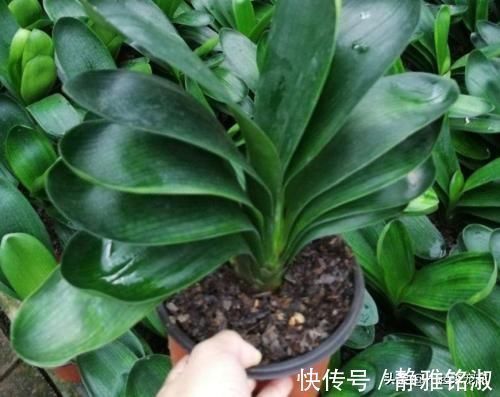 废油|最厉害的养花营养液给君子兰喂一勺,四季油绿,秋凉早开花