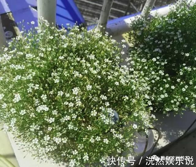 孕蕾|5种花爱晒太阳,越晒花越多,很快就能爆盆!