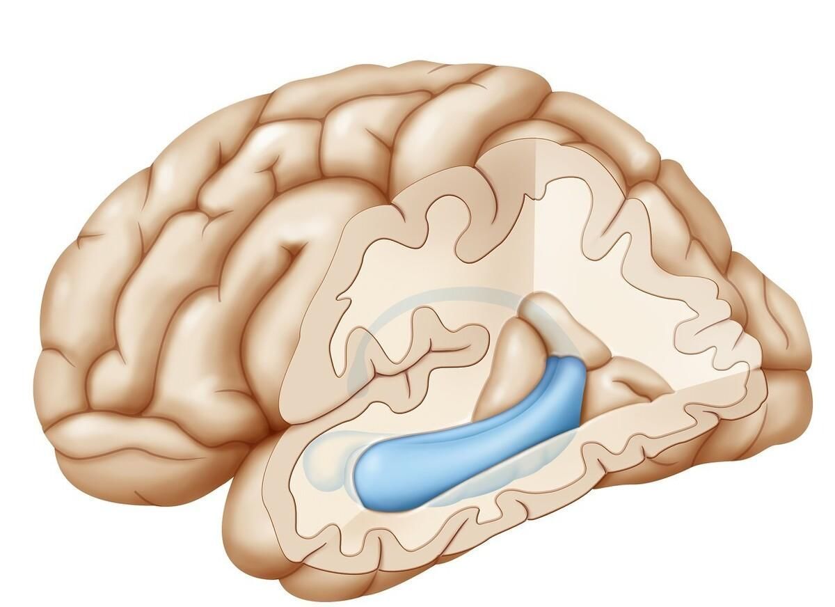  营养|补脑只吃核桃医生告诫这3物是补脑王，孩子常吃个子高，记忆力变好