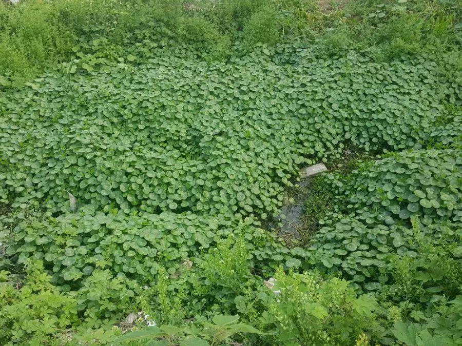 农村养花优势发,地大肥多,一不小心养成小花海!