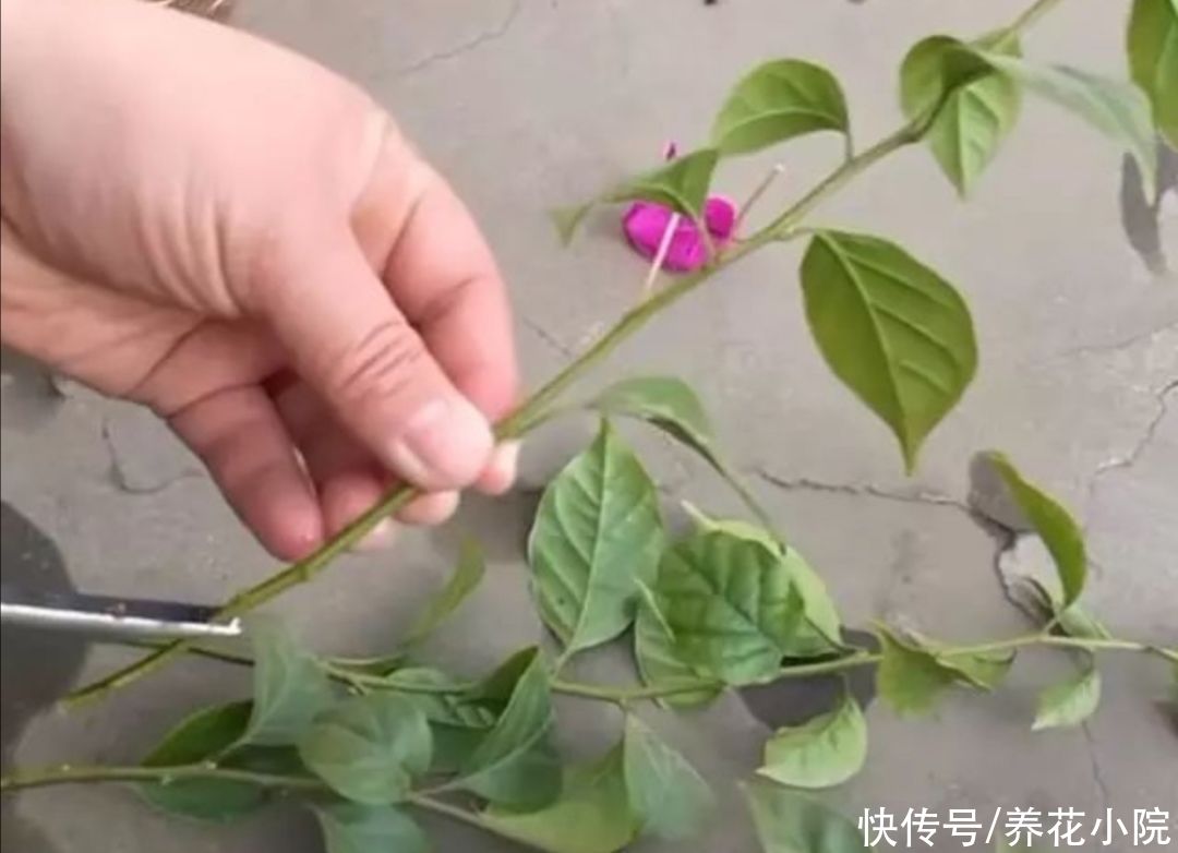 成活率|扦插月季、三角梅，掌握4个“技巧”，20天长满根