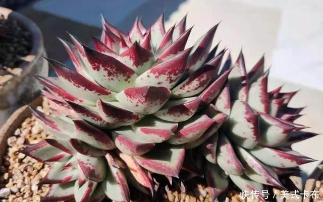 多肉乌木冬天要用补光灯吗?一般情况下不需要,毕竟它不容易徒长