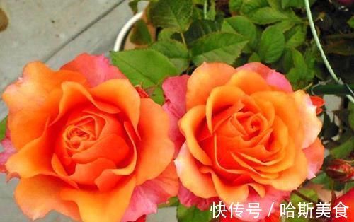 此花,比茶花漂亮,比茉莉清香,每年花开长达200天,值得拥有