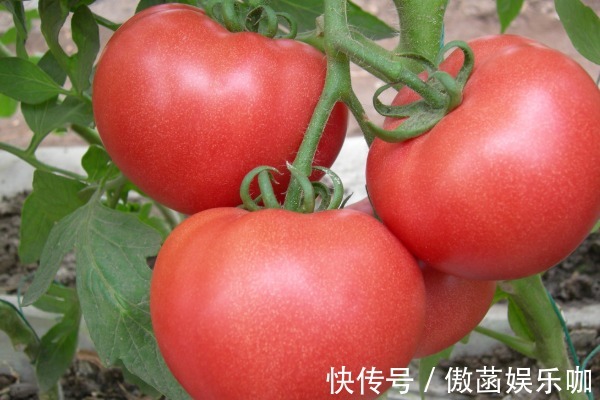 买西红柿时,牢记4点,可帮你避免买到打“激素”的西红柿!