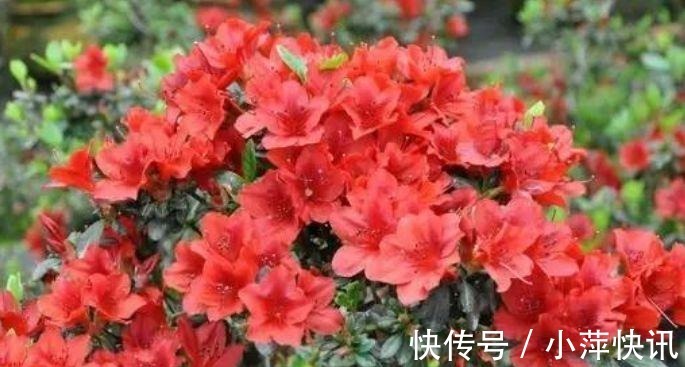 阳台|几种花,开花漂亮又好养,堪称是“开花机器”,养在阳台极美了