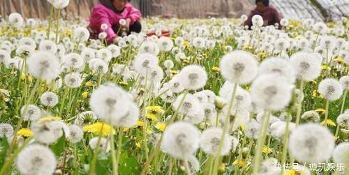 蒲公英和它是“搭档”,坚持泡水喝,肝脏“干净”了,人也年轻了