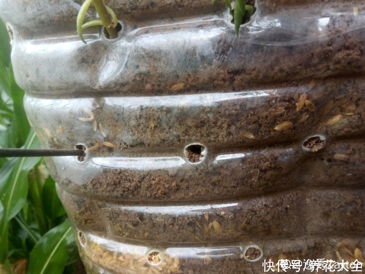 家里的油桶不要扔，拿来种菜养花，省钱又好用