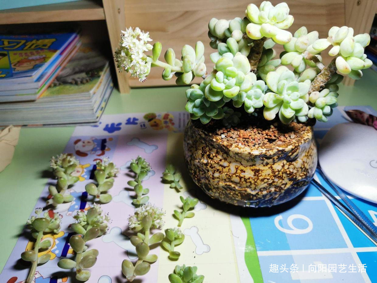 多肉买回家，总是养死，都是卖家的“小心机”，很多人都中过招