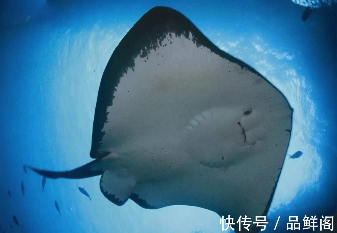 二甲基|5类鱼没营养,对人体有害,但很多人爱吃