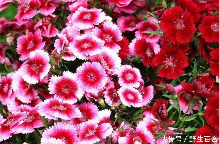 几种花深受花友的喜欢,好养漂亮花期长,你养了吗?