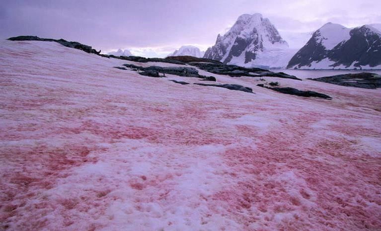 老年|南极又现“西瓜雪”，但这一点也不浪漫……