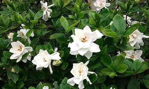 这“3种花”不仅好养、开花美，还能除螨去味，养上10盆都不够