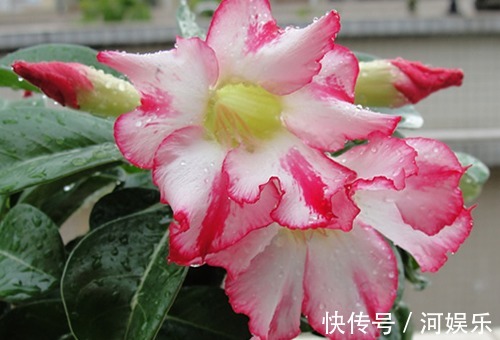 小喇叭状|适合新手养的话,堪称开花神器,耐光照耐旱,随便养都开爆盆