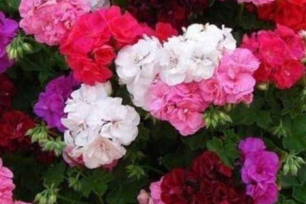 4种花养家里能够旺财运,叶绿花艳,花开硕大娇艳,繁花似锦