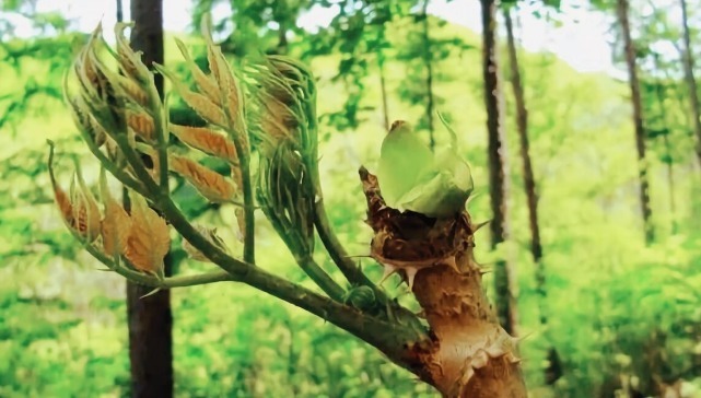 野菜|春天挖野菜，送你56种野菜大图片，带你见识不同的野菜和吃法