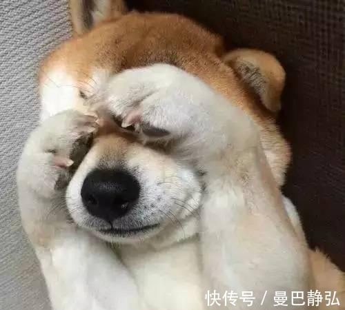 |搞笑动物:去了一趟非洲回来之后,我就变成了一只超黑的狗狗了!