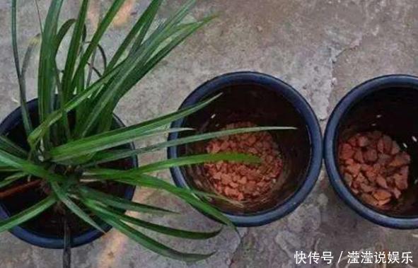 立春前后给植物换盆,抓牢这3细节,后期才能够快速服盆