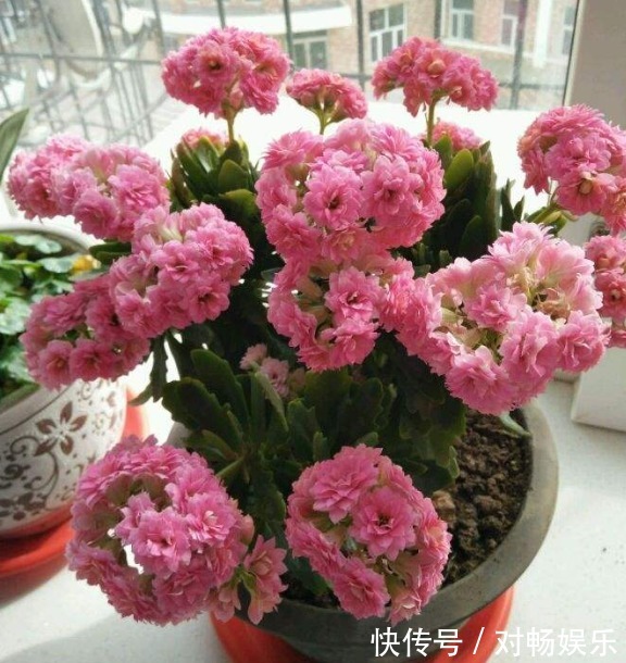 长寿花“沉默”不开花,剪下2根“重要枝”,1盆的花朵顶两盆