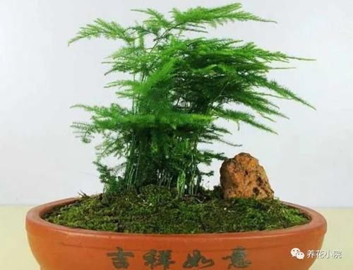 云片松|怎样让文竹保持低矮造型?在养护时,只需给它做这几件事