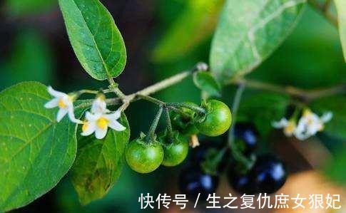 农民|本草纲目 农民把它当成草，殊不知“龙葵”的药用价值非常高