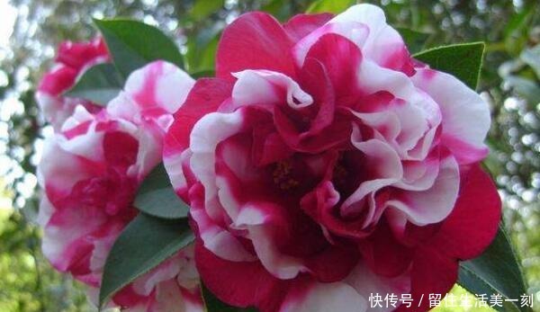 4种花适合在“冬天”扦插，不黑腐好成活，2月就能开满花！