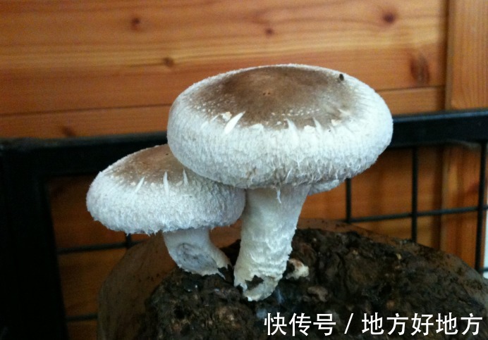 美容养颜|香菇好处虽多，但吃香菇时要注意一些禁忌，早知早好