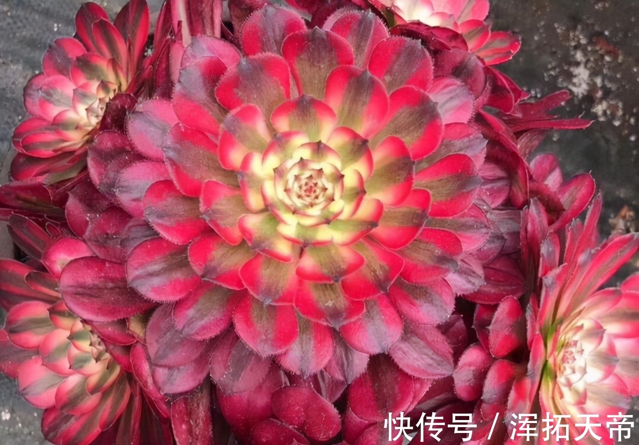 法师系多肉中可以称王的9个品种,了解一下,喜欢就可以放心养