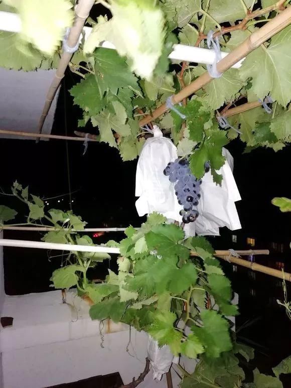 葡萄无花果插在塑料瓶里，2周生根，成活率高，1株变10株！