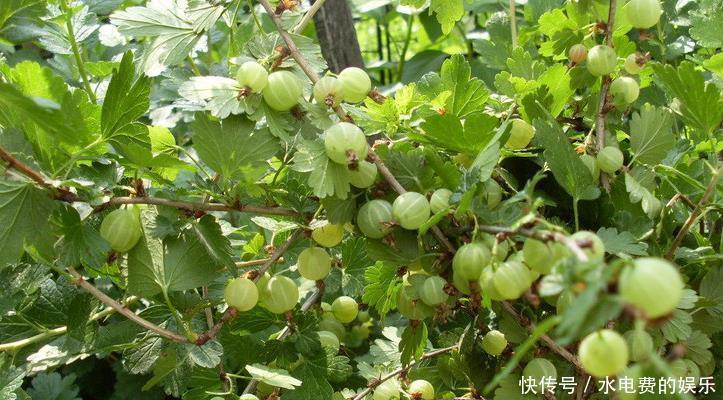 冬天养生常吃3种食物,清热排毒,刮油消脂,消除疲劳