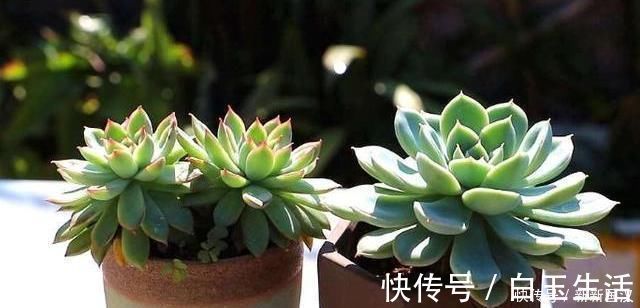 不会养多肉，记住3个“关键点”，植株不徒长，叶子肥肥状态美