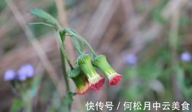 茼蒿菜|乡下有1种味道怪异的野菜,曾是革命时期的救军粮,你吃过吗!
