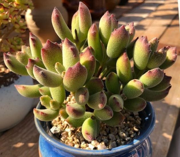 露养的多肉植物放进屋子化水了赶紧学会这些，狂长不冻伤