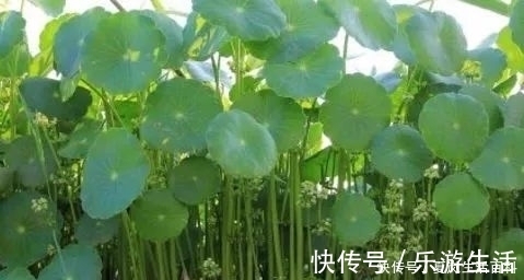 消炎|会“跳舞”的金钱草,一斤卖15元,可做盆栽观赏,还可入药消炎