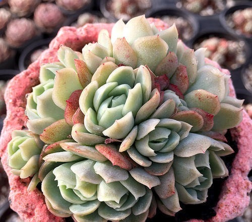 盘点10种“容易度夏”多肉，南北方花友，随便选、随便养