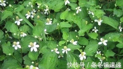 身体健康|它是天然的“青霉素”，常吃能增强免疫力，让你身体健康少生病