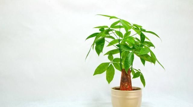 发财树叶片发黄不长新枝,知道原因很重要,告别黄叶,叶片多又绿