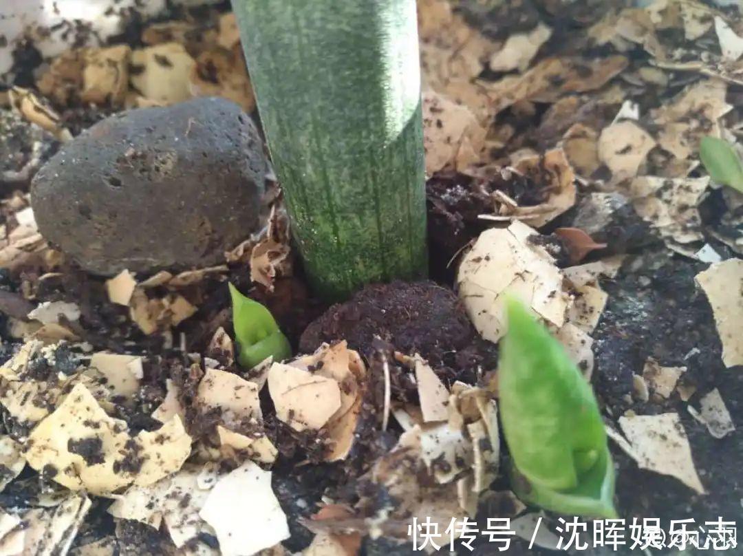 非洲堇|这花送人，只用送一片叶子，插土就活不心疼！