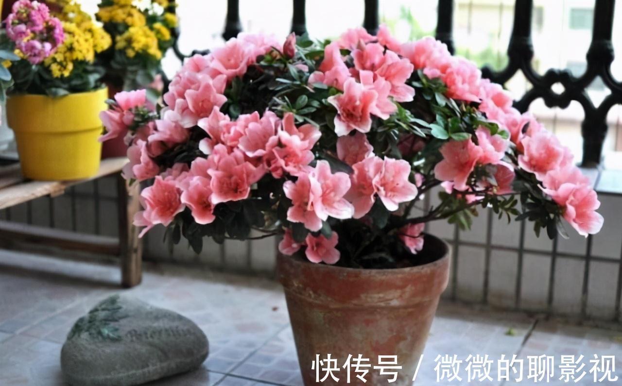 这三种东西铺在花盆里,不管种养什么花,根部都会生长得非常茁壮