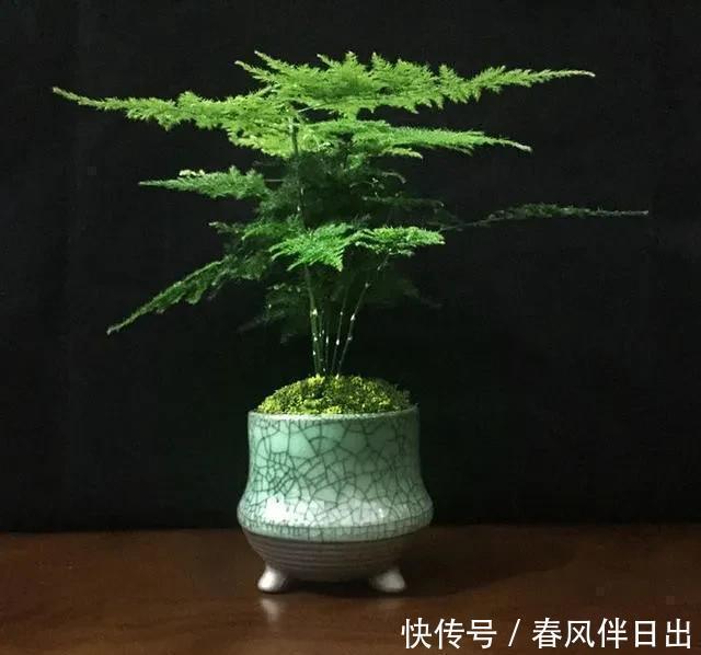 不管有钱没钱,家里养这十种植物,招财镇宅又养人