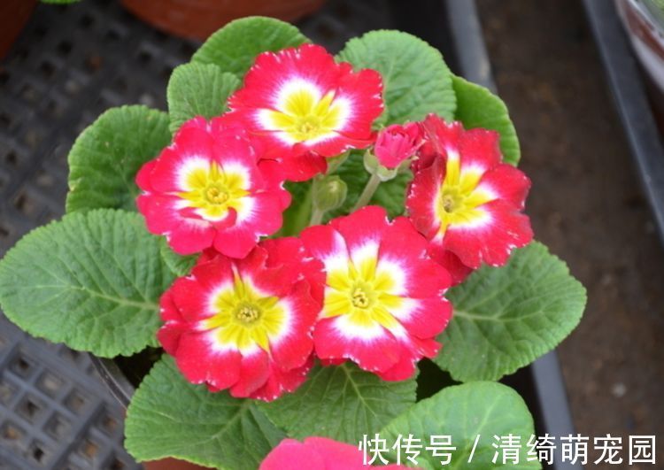 花卉|几种花卉,好打理易爆盆,花期长达200天,每天都有花赏