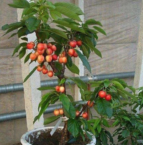 好吃|在家种“车厘子”,漂亮好吃,结果量大,果子挂满树,够全家吃