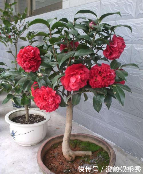 1种花，比玫瑰漂亮，比君子兰秀气，春天正适合养